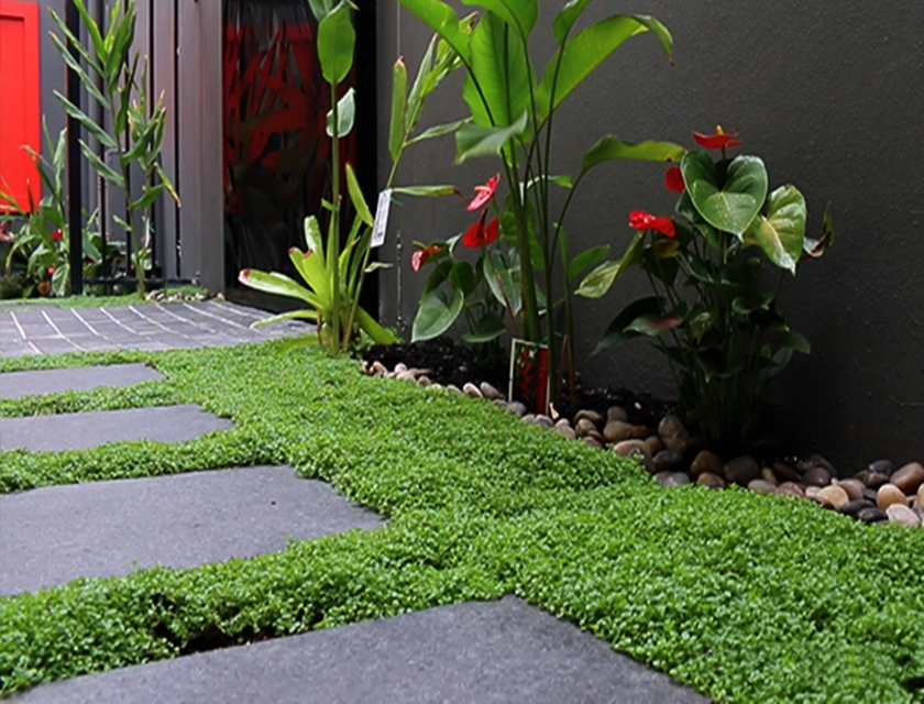 Online Sales Of Ornamental Grasses & Groundcovers Just Grass