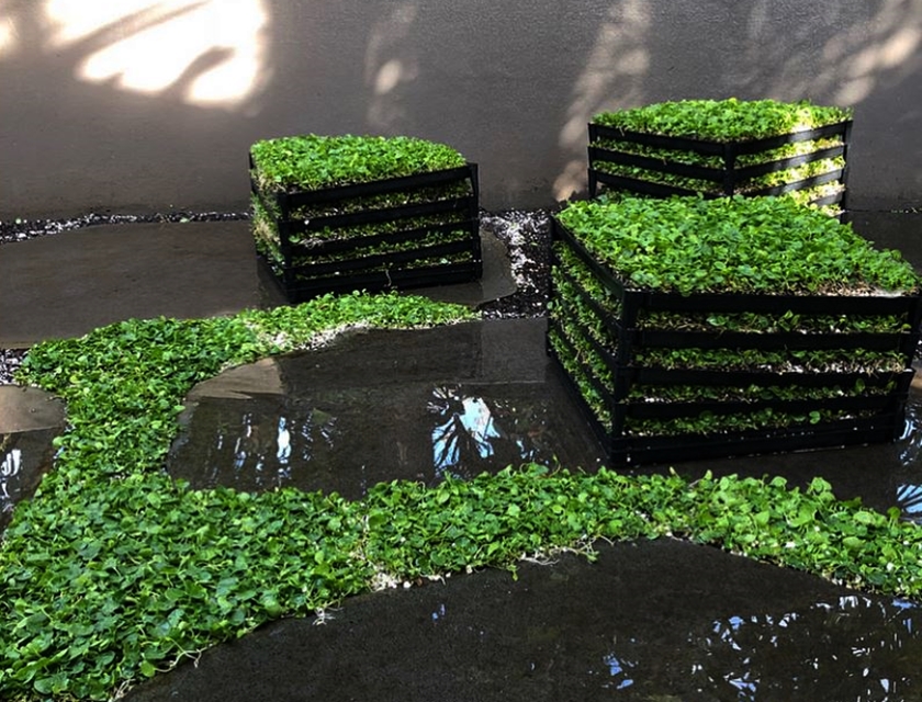 Online Sales Of Ornamental Grasses & Groundcovers Just Grass