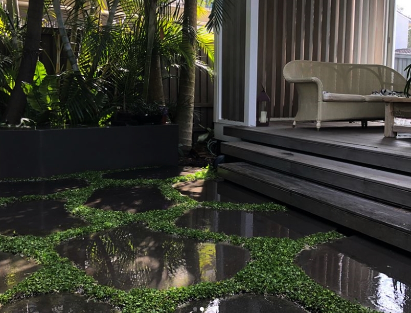 Online Sales Of Ornamental Grasses & Groundcovers Just Grass