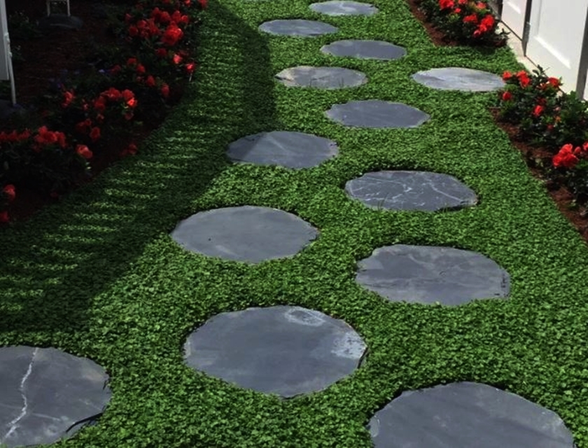 Online Sales Of Ornamental Grasses & Groundcovers Just Grass