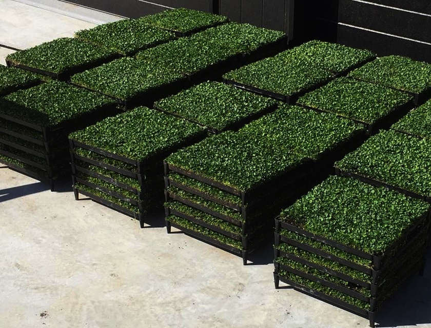 Online Sales Of Ornamental Grasses & Groundcovers Just Grass