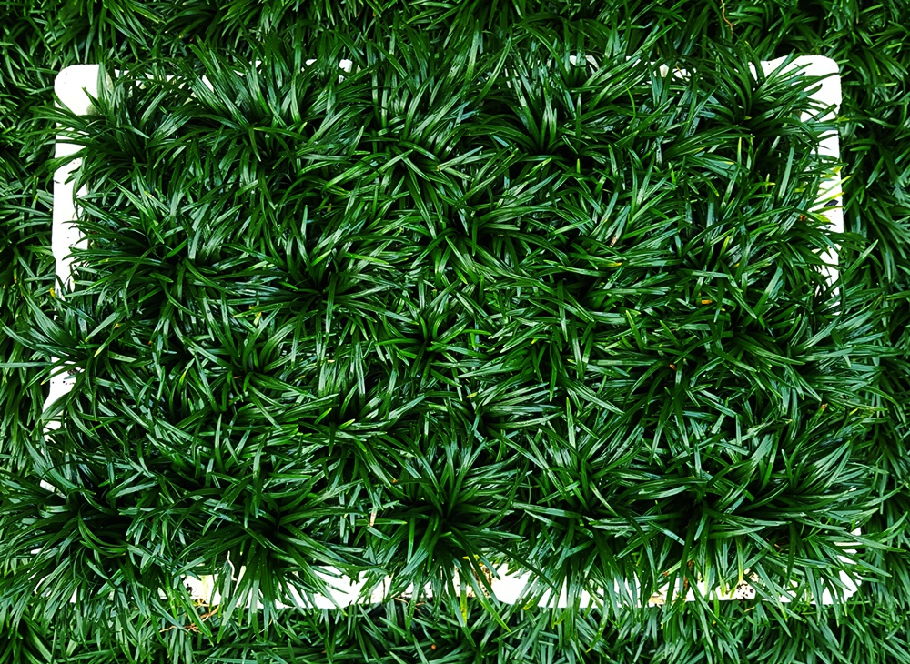 Online Sales Of Ornamental Grasses & Groundcovers Just Grass