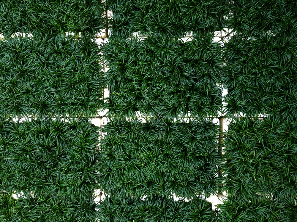 Online Sales Of Ornamental Grasses & Groundcovers Just Grass