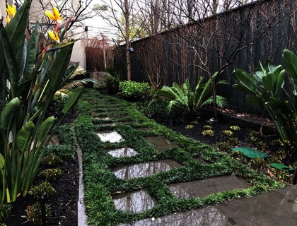 Online Sales Of Ornamental Grasses & Groundcovers Just Grass