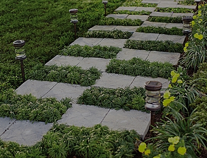Online Sales Of Ornamental Grasses & Groundcovers Just Grass