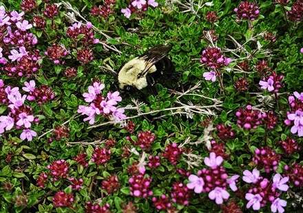 Online Sales Of Ornamental Grasses & Groundcovers Just Grass