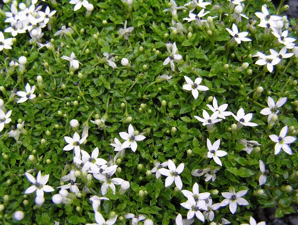 Online Sales Of Ornamental Grasses & Groundcovers Just Grass