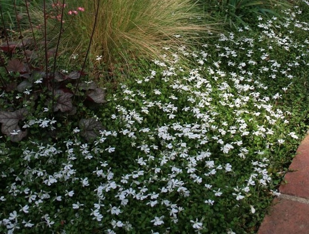 Pratia angulata - White Star Creeper (3.5 Pot)