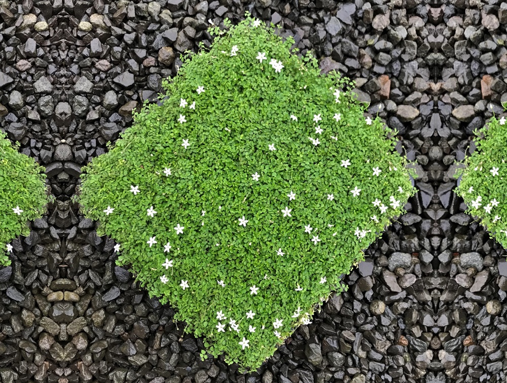 Online Sales Of Ornamental Grasses & Groundcovers Just Grass