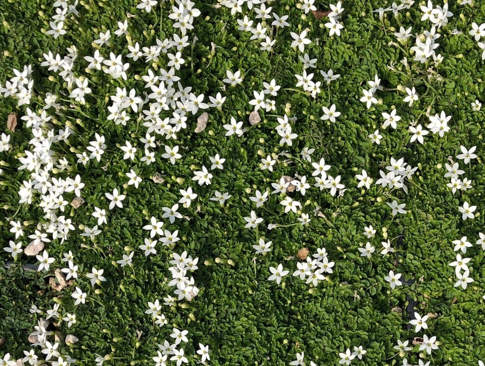 Online Sales Of Ornamental Grasses & Groundcovers Just Grass