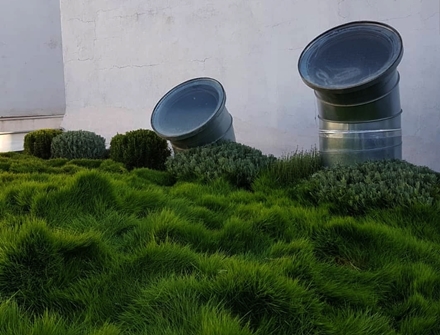 Online Sales Of Ornamental Grasses & Groundcovers Just Grass