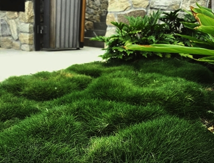 Online Sales Of Ornamental Grasses & Groundcovers Just Grass