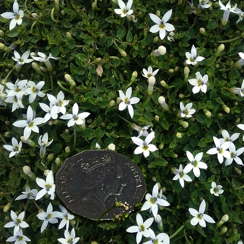 mint, in toowoomba mint, in toowoomba