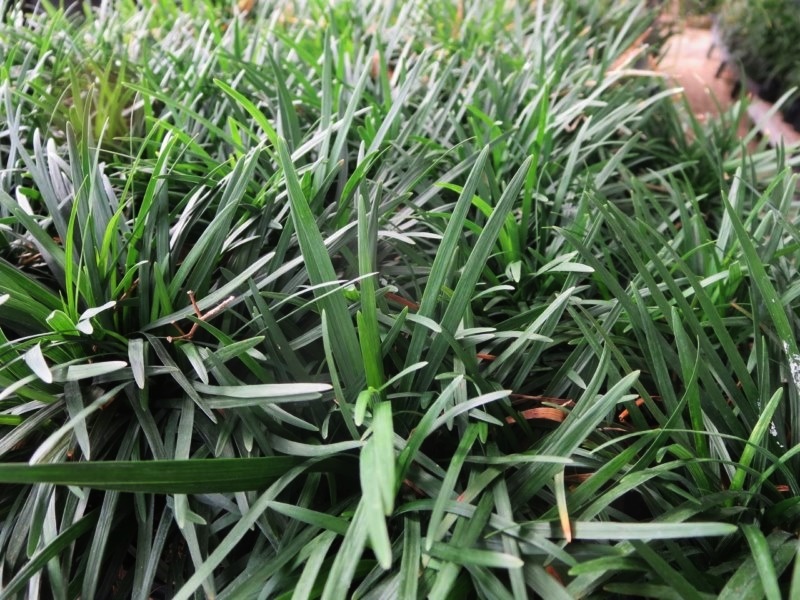 zoysia in mount isa zoysia in mount isa